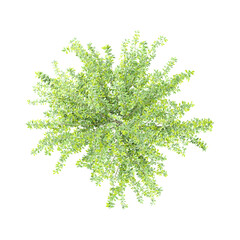 Fototapeta premium 3D rendering of Winter jasmine plant on transparent background from the top view