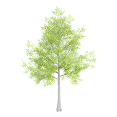 Obraz premium 3D rendering of Willow oak tree on transparent background