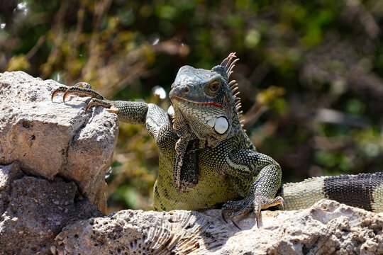 Green iguana on the rock - Powered by Adobe