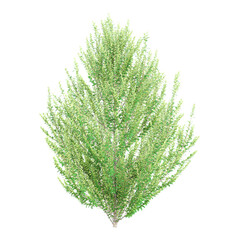 collection of Japanese holly tree with realistic style