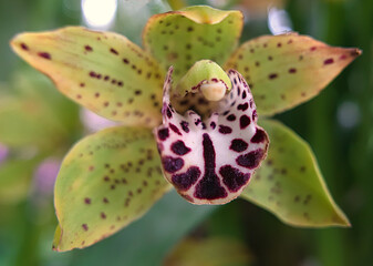 macro of beautiful yellow and purple orchid corolla