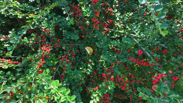 Branches and red berries of the cotoneaster shrub.