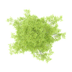 collection of Willow oak tree on transparent canvas from the top view © Fouzia