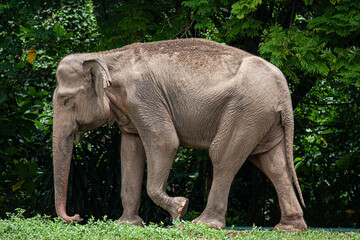 Sumatran Elephant in Motion: A Profile Portrait of the Critically Endangered Gentle Giant © Jimrock