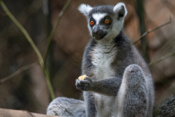 Naklejka premium A ring-tailed lemur sits calmly on a branch, holding food in its hand. Its bright orange eyes and soft gray fur stand out against the natural background, capturing Madagascar’s unique wildlife beauty.
