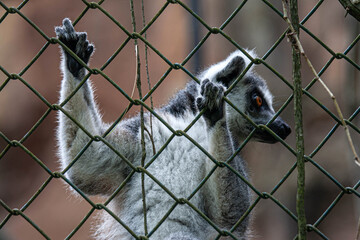 Naklejka premium A lemur clings to a metal fence with its hands, gazing outward with bright amber eyes. This emotional close-up captures the beauty and sadness of a wild animal living in captivity.