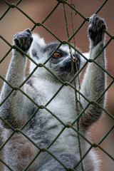 Naklejka premium A lemur clings to a metal fence with its hands, gazing outward with bright amber eyes. This emotional close-up captures the beauty and sadness of a wild animal living in captivity.