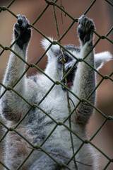 Naklejka premium A lemur clings to a metal fence with its hands, gazing outward with bright amber eyes. This emotional close-up captures the beauty and sadness of a wild animal living in captivity.