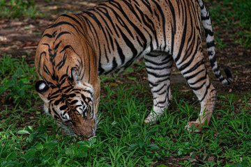 Obraz premium The Striking Presence of a Malayan Tiger in Lush Greenery