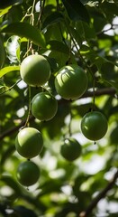 Unripe passion fruits hang on a tree in a tropical garden area
