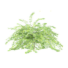 Fototapeta premium Green beautiful Winter jasmine plant isolated on Canvas