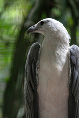 Close-up portrait of a majestic white-bellied sea eagle with sharp eyes and strong beak, its elegant feathers glowing in natural light against a soft green background.