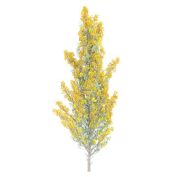 Fastigiate Shape Fastigiate+Tree Images – Browse 48 Stock Photos, Vectors, and Video ...