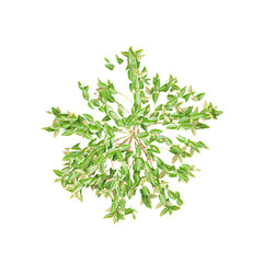 Top view of vine plant isolated on transparent background