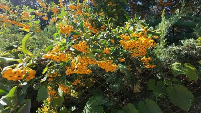 Bright clusters of yellow-orange berries grow on a lush pyracantha bush.