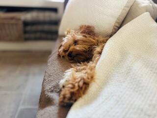 Cute Sleeping Puppy Wrapped in Blanket on Couch.