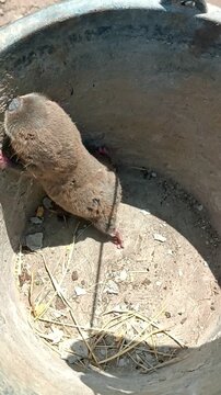 A captured mole rat, a subterranean rodent and pest, stands on its hind legs at the bottom of a bucket. Vertical mobile video.
