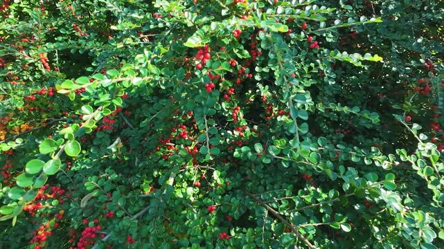 Branches and red berries of the cotoneaster shrub.
