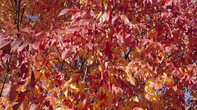 Autumn red leaves. Leaves red color. Nature fall beauty. Fall season weather. Red autumn leaf natural background. Autumn nature. Red leaves on forest tree. Seasonal autumnal tree