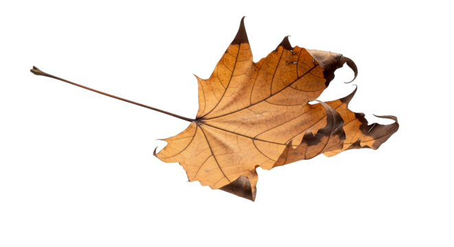 A backlit, golden-hued maple leaf is showcased against a stark black background, emphasizing decay.