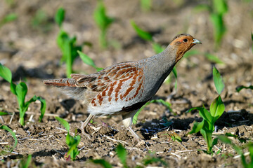 Rebhuhn - Männchen // Grey partridge - male (Perdix perdix) - Vogel des Jahres 2026