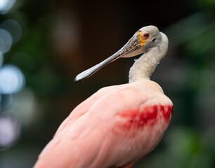 Roseate Spoonbill