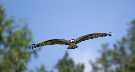 Osprey flying overhead