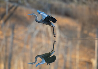 Great Blue Heron landing in still water