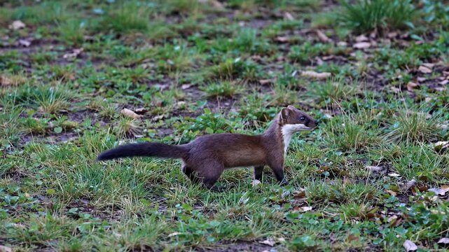 Low-angle video capture of a weasel in natural habitat, showcasing its sleek form and movement through grass, emphasizing wildlife in motion.