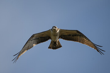 Northern Harrier Hawk Gliding Overhead