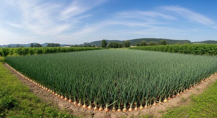 Fototapeta premium Panoramic view of a large onion field under a blue sky with distant trees.