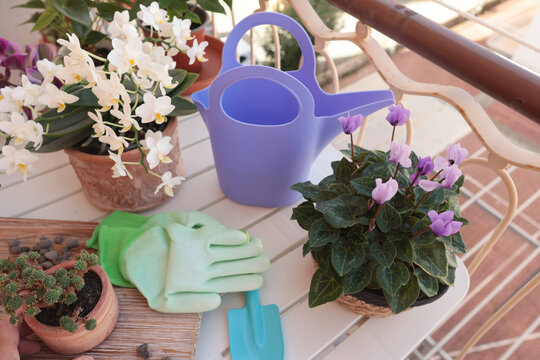 Blooming flowers in terracotta clay pots and gardening tools on balcony table. Nature and plant care at home. Space planning and interior design.