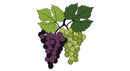 Illustration of Two Grape Bunches: Purple and Green Grapes with Leaves, Vine Fruits, Harvest Season, Food Icon, Isolated on White Background.