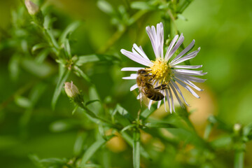 Close-up of bee pollinating new england aster in autumn sunlight