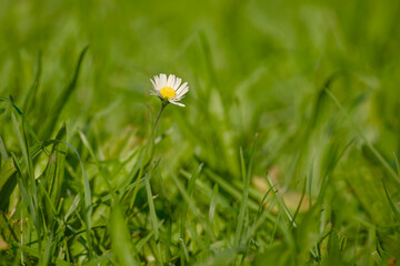 Daisy flower in green grass bathed in warm evening sunlight