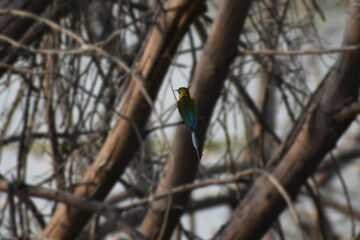 kingfisher on branch