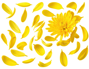 Yellow flower petals scattered