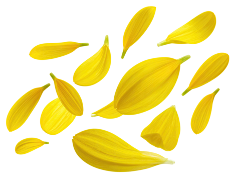 Bright yellow flower petals