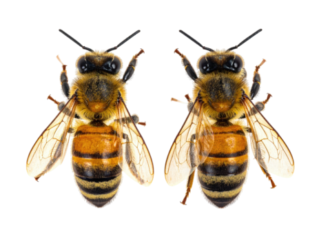 Two honeybees, detailed view,  symmetrical poses