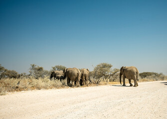 Obraz premium Elephants walking near a dirt road in Namibia