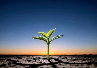 Hopeful seedling sprouts in cracked earth against vibrant sunset sky