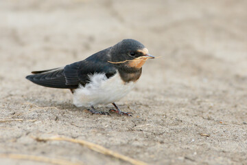 An adult barn swallow (Hirundo rustica) is photographed close-up on the sand collecting nesting material.