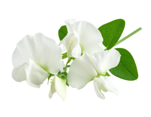 Close-up of delicate white sweet peas