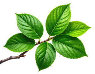 Close-up of vibrant green leaves on a twig