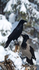 Two black birds on a snow-covered branch