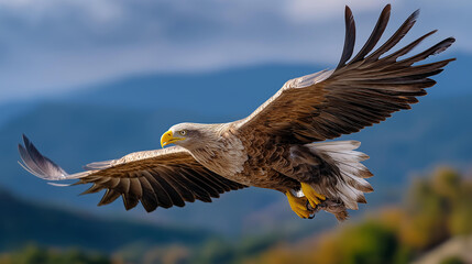 A large eagle struggles to soar into the sky with prey clutched in its talons, powerful wings beating heavily against the wind, feathers detailed — blured background, with copy spa