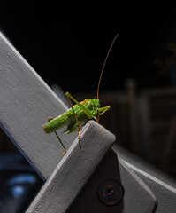Green grasshopper perched on gray wooden structure.