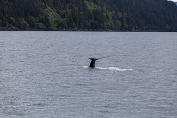 A Humpback whale prepare to dive in Alaska