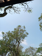 Tree Branches Against Blue Sky