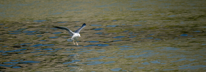 Seagull Gliding Over Rippling Water